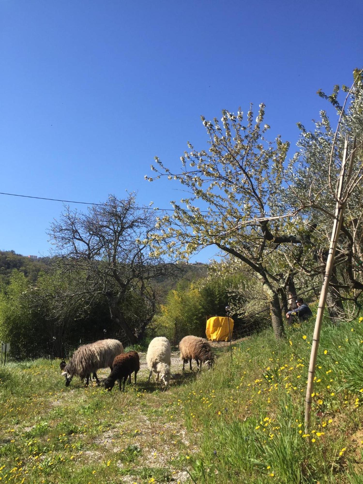 קופר Apartment Cimbora, Salara Farmhouse מראה חיצוני תמונה